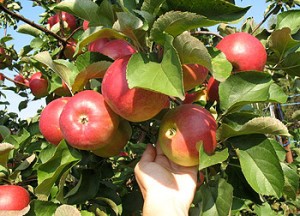 Как яблоня Флорина меняет всё, что вы думали знать о яблоках?