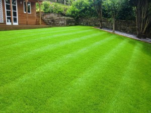 Газонная трава: Зеленое чудо в вашем саду